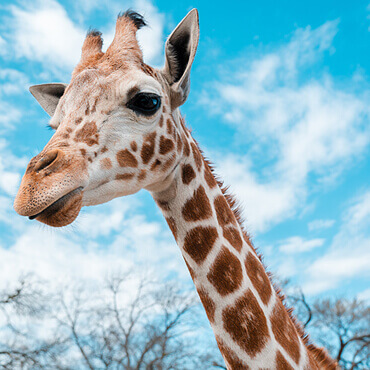 africa